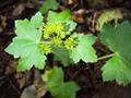 pennywort 